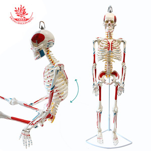 Modèle de squelette humain FRT007, version médicale suspendue, avec points d'origine et d'insertion de tous les muscles, squelette en PVC de 85 cm - Product Image 4