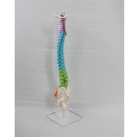 Modelo de Esqueleto Humano de PVC DARHMMY, Tamaño Real, Columna Vertebral, Pelvis, Huesos de Pierna, Vasos Sanguíneos, Nervios, para Enseñanza Médica, Origen China