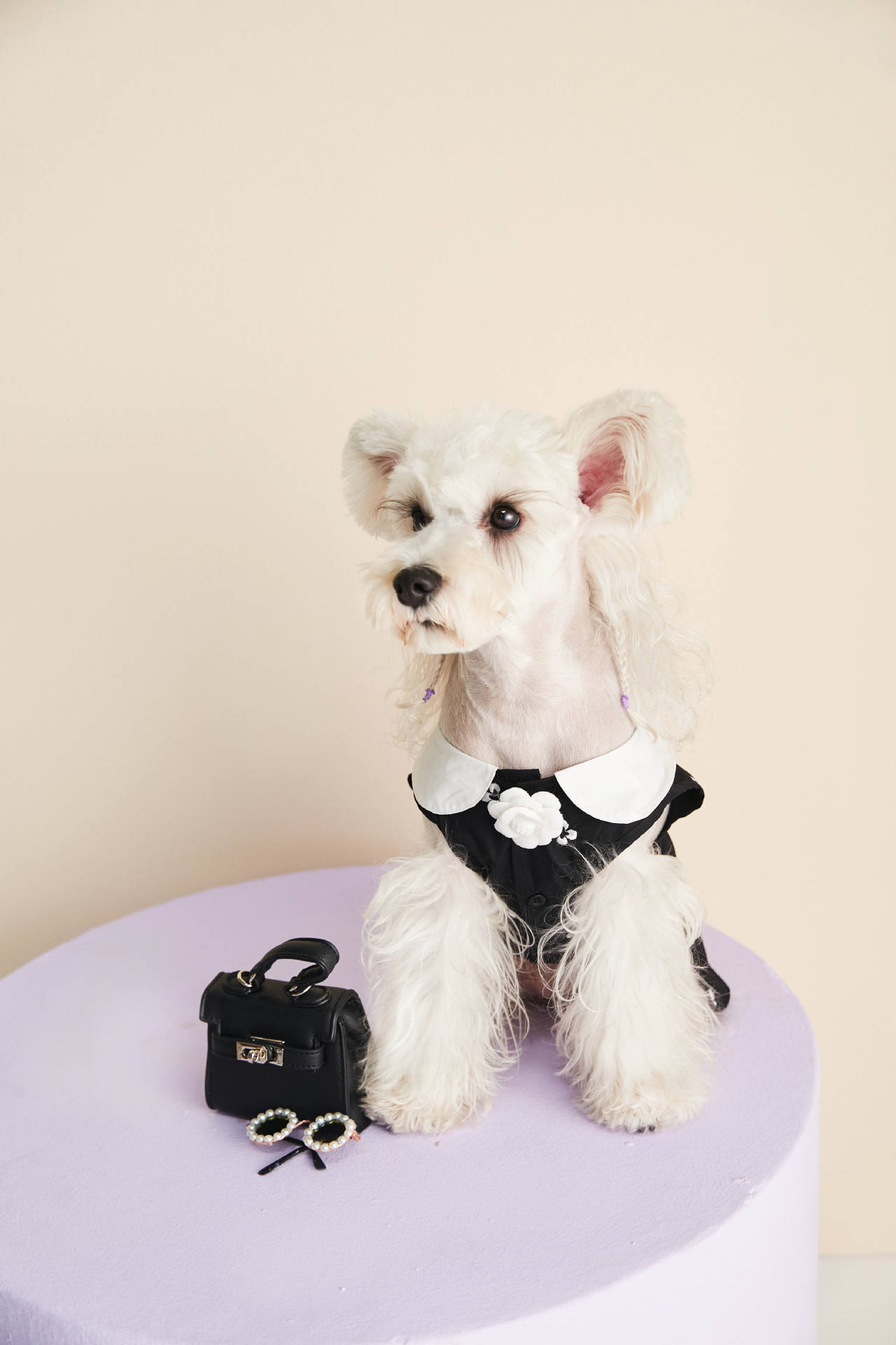 Robe pour chien, vêtements pour animaux de compagnie, design