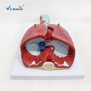 Système respiratoire 7 composants Modèles scientifiques Modèle d'organe d'anatomie humaine - Product Image 2