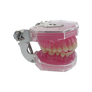 <span class=keywords><strong>Modello</strong></span> Anatomico Dentale Standard MX-039 con Denti Rimovibili, Tipo Dentale con Gengive Morbide per Studio, Insegnamento ed Educazione, Dimostrazione in Resina - Product Image 3