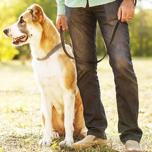 Correa de Cuero Genuino Trenzado de Primera Capa para Perros Medianos y Grandes, No Retráctil, para Malinois y Pastor Alemán - Product Image 2