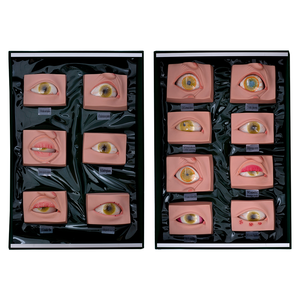 Modelo de Esqueleto de Oculopatía - Ciencia Médica para GD/A17110 - Product Image 1