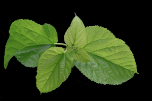 Food-Grade Mulberry Leaf <b>Extract</b>, Additive-Free, Clears Heat & Moisturizes Dryness, Suitable for Beverages & Food Additives - Product Image 2