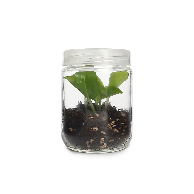 Pote de vidro da planta da água da cultura 240ml 350ml com tampa plástica pp atacado