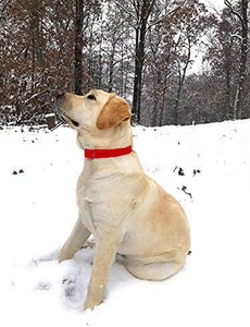 NiBao 도매 조정 가능한 헤비 듀티 더블 버클 내구성 튼튼한 개 애완 동물 목걸이 - Product Image 5