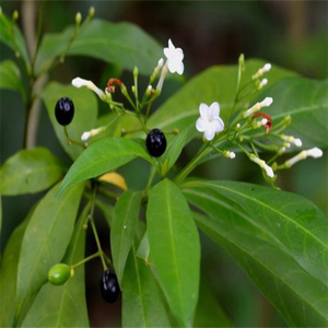 Poudre de Rauvolfia <span class=keywords><strong>Vomitoria</strong></span> de qualité alimentaire conforme aux normes GMP, extrait de Rauvolfia Verticillata en emballage en fût - Product Image 2