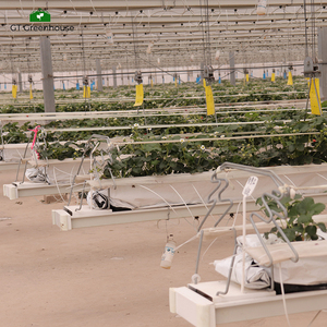 GT Thương mại nông nghiệp Cà Chua Dâu Tây thủy canh nhà kính mùa đông aquaponic - Product Image 4