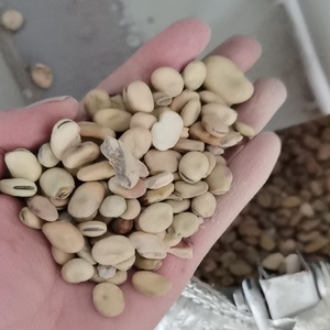 Đậu Rộng Khô Cấp Thức Ăn Đậu Rộng Nhỏ Cho Thức Ăn Chăn Nuôi/Bột Đậu Rộng - Product Image 4