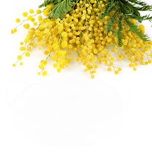 アカシアアカシア抽出物10:1 20:1 Staherb天然アカシア抽出物 - Product Image 2