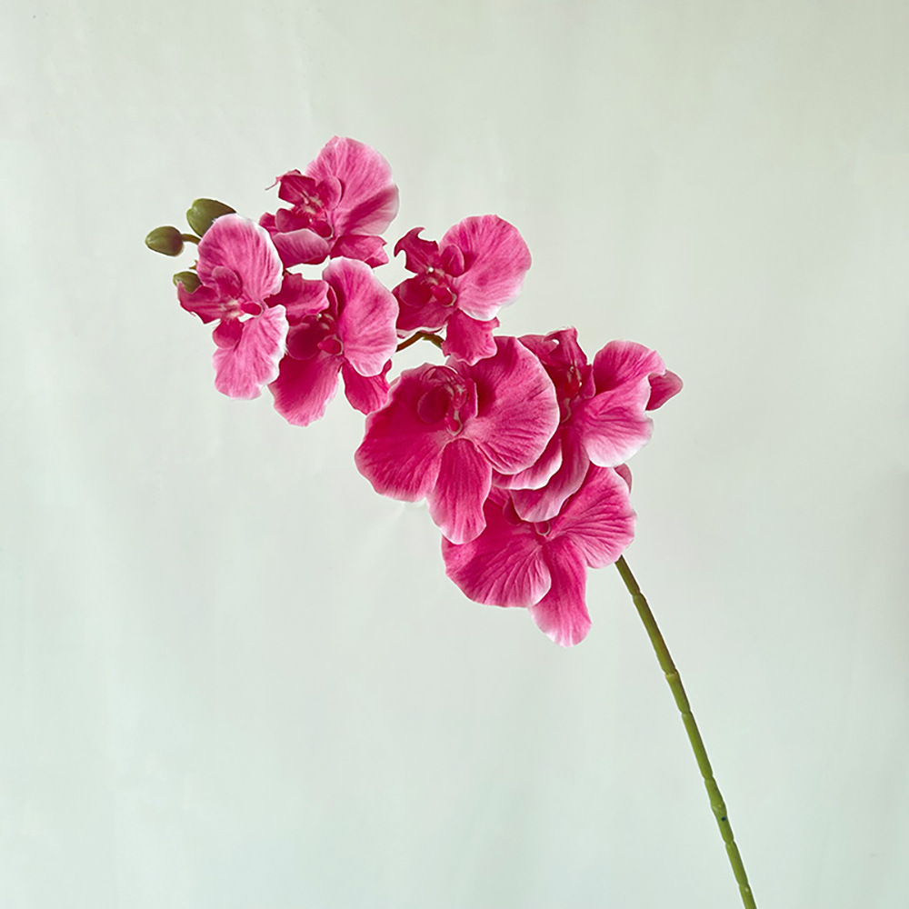 Orchidée Phalaenopsis à 7 têtes Drunken Horse, Rose Rouge