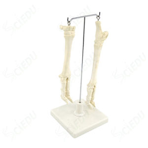 <span class=keywords><strong>Esqueleto</strong></span> <span class=keywords><strong>de</strong></span> plástico para <span class=keywords><strong>pierna</strong></span> <span class=keywords><strong>de</strong></span> oveja, anómico juguete <span class=keywords><strong>de</strong></span> <span class=keywords><strong>esqueleto</strong></span>, hueso, Animal - Product Image 2