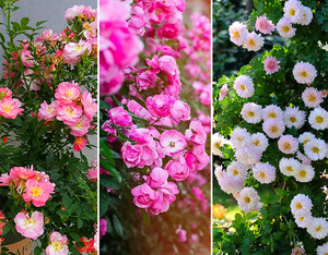 Sulfato de tratamiento de agua Sulfato ferroso Heptahidrato Feso4.7h2o 98% sulfato férrico químico <span class=keywords><strong>Fe2</strong></span> (<span class=keywords><strong>SO4</strong></span>) <span class=keywords><strong>3</strong></span> - Product Image 5