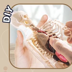 Modelo de Anatomía del <span class=keywords><strong>Cuerpo</strong></span> <span class=keywords><strong>Humano</strong></span> para Enseñanza Biológica STEM, Kit de Ciencia de Órganos del Torso para Ensamblar, con Huesos que Brillan en la Oscuridad - Product Image 6