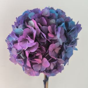 Couleurs dégradées stabilisées vraies fleurs d'<span class=keywords><strong>hortensia</strong></span> séchées préservées <span class=keywords><strong>hortensia</strong></span> à grandes feuilles pour les événements à la maison décor de mariage bricolage artisanat - Product Image 4