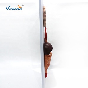 Modello di Sistema Digestivo Umano di Alta Qualità per Studenti Scolastici - Product Image 6