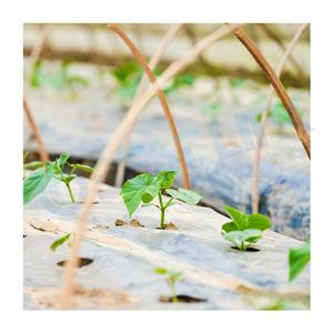 Greenhouse Vegetable Cover Pe Film Mulching Sheets Agricultural Plastic Mulch Film <strong>Rolls</strong> Anti <strong>Grass</strong> - Product Image 2
