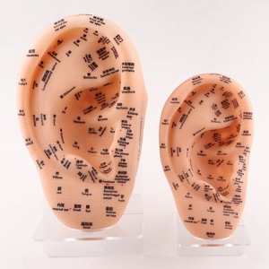 Modelo de acupuntura de oreja inglesa superclara de 23cm, figura de medicina china de plástico suave, puntos de acupuntura para aprender - Product Image 4