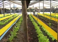 Piège collant solide et écologique pour insectes, imperméable, en plastique, tue-mouches, pour pucerons, plaque adhésive, attrape-mouches blancs, lutte naturelle contre les parasites