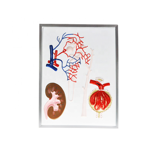 light durable plastic nephron renal corpuscle model