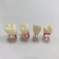 Modelo de simulador de dientes Endo de raíz Dental profesional-Resina Endodoncia Práctica Demostración Raíces anatómicas estándar para la Escuela de Medicina
