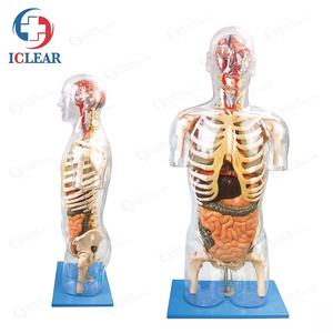 Professionnels de formation médicale, demi-corps, Torso Transparent avec corps interne et bols - Product Image 2