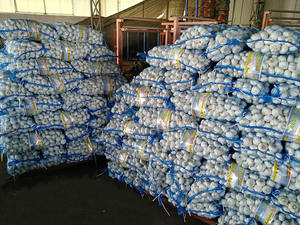 Alho Branco Normal 5 unidades/saco com Palete - Product Image 3