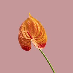 Artificielle Anthurium Lily Fleurs Décor À La Maison <span class=keywords><strong>Bouquet</strong></span> <span class=keywords><strong>Et</strong></span> Feuille Verte <span class=keywords><strong>Et</strong></span> Mariage <span class=keywords><strong>De</strong></span> <span class=keywords><strong>Mariée</strong></span> Festival Décoration Arrangement <span class=keywords><strong>De</strong></span> Fleurs - Product Image 3