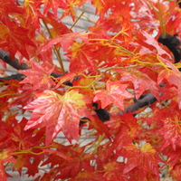Grand arbre artificiel en fibre de verre, imitant un érable rouge, arbre paysager artificiel pour usage intérieur, décoration de jardin et aménagement paysager