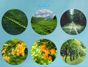 도매 대량 메틸 살리실산 에센셜 오일 화장품 등급 노란 액체 판매 - Product Image 4