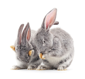 Fournitures pour animaux de compagnie nourriture pour lapin jeune adulte nourriture pour lapin cochon néerlandais fabricants d'aliments pour cochons d'inde - Product Image 1