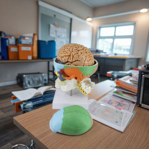 7 servikal vertebra sinir arter ve 8 parça beyin kafatası 3D modeli PVC malzeme - Product Image 4