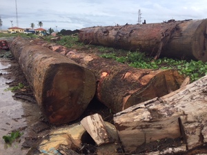 Natural Preservative Tali Logs High Strength African Hardwood Strong Load Bearing Export Grade 4m Length 60cm Diameter - Product Image 5