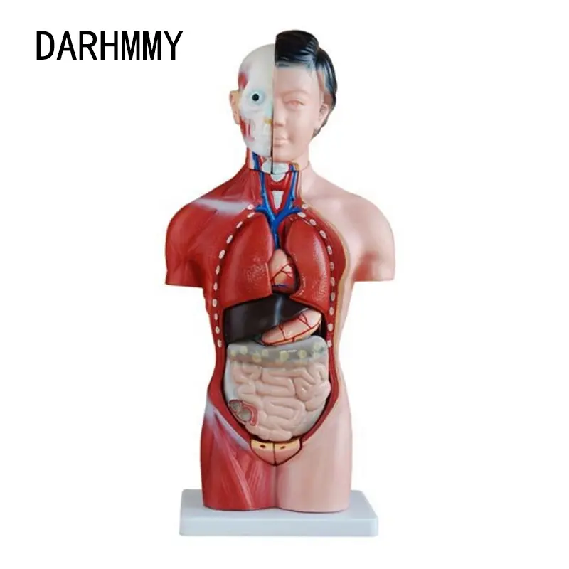 DARHMMY Medical Science Human Body Anatomy Teaching Model 42CM Female Torso Model 15 Parts PVC