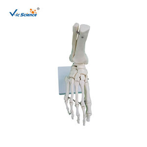 Modello anatomico dello scheletro del piede del PVC con la caviglia per <span class=keywords><strong>formazione</strong></span> ed <span class=keywords><strong>educazione</strong></span> <span class=keywords><strong>di</strong></span> scienza medica - Product Image 6