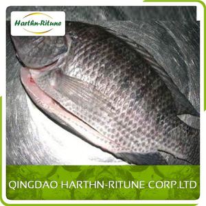 Meilleur Prix Tilapia Frais Congelé <span class=keywords><strong>Filet</strong></span> De Poissons - Product Image 4