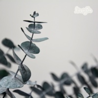 Nouvel article Eucalyptus immortel feuilles d'eucalyptus conservées à la main fleur de feuille d'eucalyptus