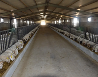 Bâtiment d'élevage de chèvres et de moutons de conception agricole moderne, hangar en acier détachable
