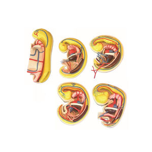 การพัฒนาระบบย่อยอาหาร, ทางเดินหายใจ, ทางเดินปัสสาวะ, ระบบสืบพันธุ์และโพรงร่างกาย ZM5022ขยายใหญ่ขึ้น - Product Image 3