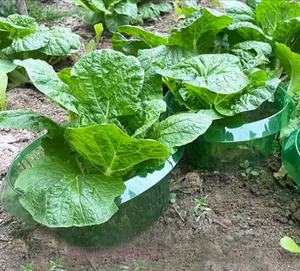 La cubierta <span class=keywords><strong>de</strong></span> plántulas vegetales orgánicas protege la trampa <span class=keywords><strong>de</strong></span> <span class=keywords><strong>Caracol</strong></span> <span class=keywords><strong>de</strong></span> plástico para el Control <span class=keywords><strong>de</strong></span> Plagas <span class=keywords><strong>de</strong></span> frutas y verduras - Product Image 6