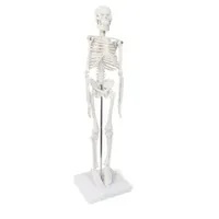 XX-A106 modèle anatomique de squelette de mode d'os de PVC de 45 cm pour l'éducation de science médicale dans les écoles