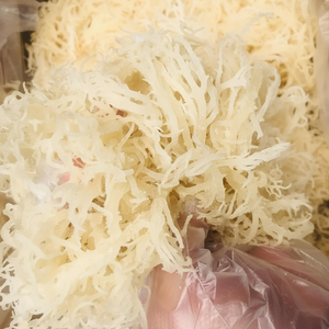 มอสทะเลสีทองแห้ง/หญ้าทะเลไอริชมอสที่มีคุณภาพสูงสำหรับการส่งออก/นางสาวลิลลี่ + 84 906927736 - Product Image 1