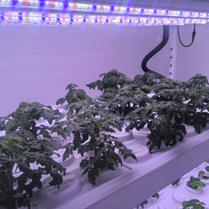 ไฟ <span class=keywords><strong>LED</strong></span> สำหรับปลูกพืชแบบไฮโดรโปนิกส์ สเปกตรัมเต็มรูปแบบ ปรับแต่งได้ สำหรับโรงงานปลูกพืชแนวตั้งในร่ม ไฟ <span class=keywords><strong>LED</strong></span> สำหรับการเจริญเติบโตของพืช - Product Image 4
