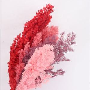Fiori Decorativi Preservati Asparagus Myriocladus Fiori Secchi Felce Ming - Product Image 6