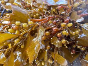 Pupuk Kompos daun rumput laut dengan elemen Nitrogen organik Fosfor Kalium meningkatkan hasil panen - Product Image 4
