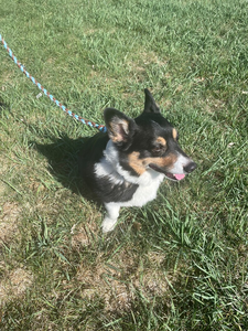 Fabrika özel el örgü<span class=keywords><strong>l</strong></span>ü <span class=keywords><strong>l</strong></span>üks naylon halat 550lb Paracord taktik köpek tasması ve tasma seti çiçek kurdeleler ile çevre dostu - Product Image 5