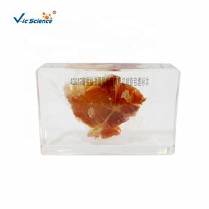 Espécimen de cerdo de cysticercus de tenia parasitaria, especímenes incrustados de resina orgánica para educación escolar - Product Image 1