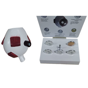 Modelos de Ojos de CIENCIA MÉDICA PARA glaucoma y cataratas - Product Image 3
