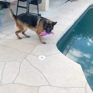 Paquete de 5 juguetes de peluche surtido valor paquete cachorro mascota <span class=keywords><strong>Mutt</strong></span> Squeak juguete para perros medianos grandes, juego de juguetes para masticar perros - Product Image 5