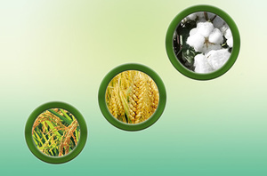 Ethylicin for Rice Bakanae Disease Blast and Sheath Blight Control Seed Soaking <strong>Treatment</strong> Systemic Translocation - Product Image 4